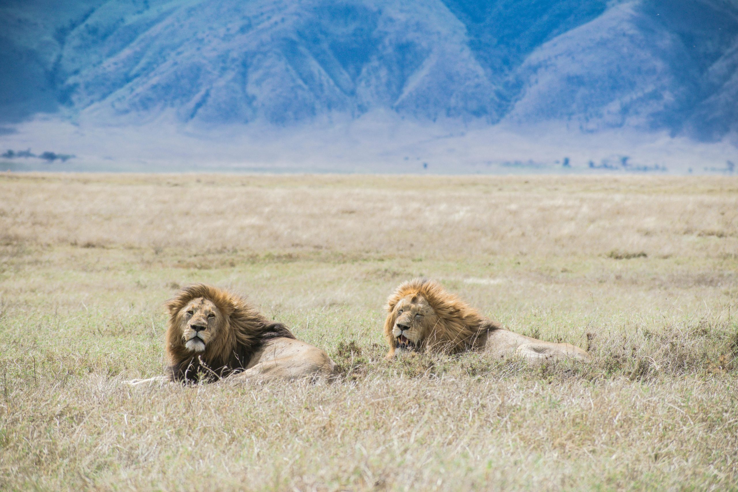 Two male lions resting in the Arusha Region's grasslands, Tanzania.