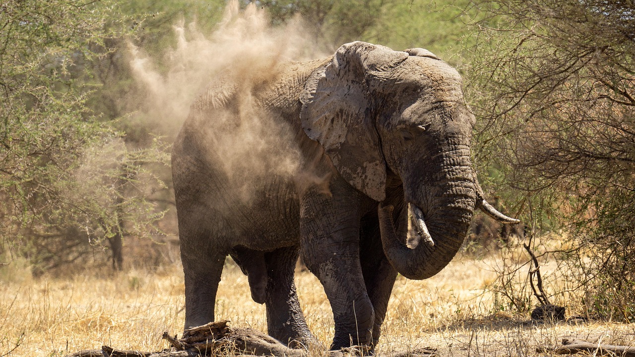 elephants, tanzania, serengeti, nature, animal, wildlife, africa, serengeti, serengeti, serengeti, serengeti, serengeti