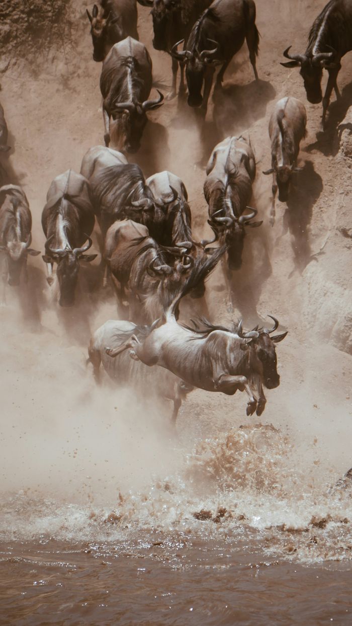Dramatic wildebeest leap captured during a river crossing in the savannah.