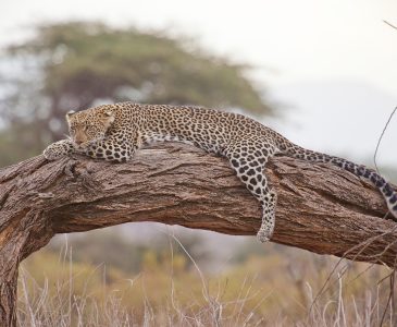 leopard, safari, africa, kenya, leopard, leopard, leopard, leopard, leopard, africa, kenya