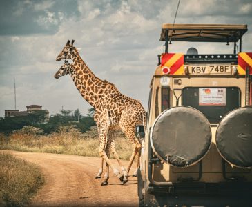 Two giraffes crossing a dirt road in Africa in front of a safari jeep, capturing the essence of wildlife adventure.